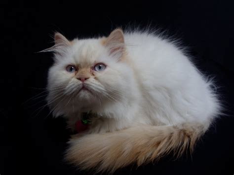 cat breeds  fluffy tails pictures  bushy tailed cats