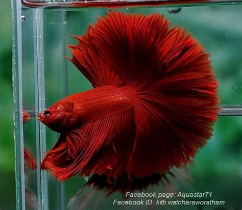 Bettas Red Full Moon Betta Fish 3 Years Size 2 Inches Rs 150 Piece