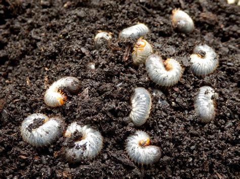 What have you found useful in protecting your plants from being devoured by grubs? Getting Rid of Lawn-Destroying Grubs
