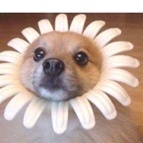 Sunflower Cutedog Cute Funny Dogs Funny Dog Pictures Dog Flower