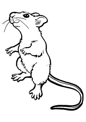 Alle ausmalbilder sind von unseren illustratoren erstellt und sind ausschließlich für maus bild zum ausmalen. Ausmalbild Neugierige Maus zum Ausmalen. #Ausmalbilder | # ...