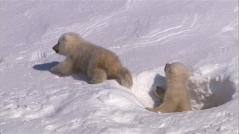 The Sunhealer Polar Bear Cubs Emerge From Their Den Photos Video