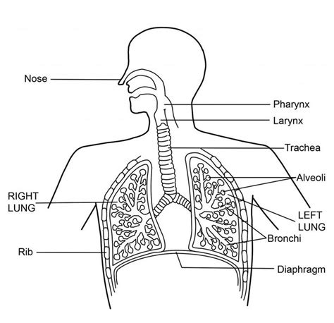 The top half of the body, the head, houses the control center organ of the body called the brain. Human Respiratory System Diagram For Kids 5 Best Images Of Upper And Lower Respiratory System ...