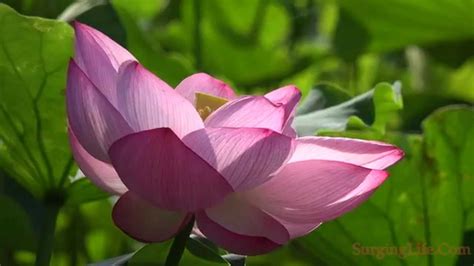 10 Minute Flower Meditation Video Tilting Pink Lotus With
