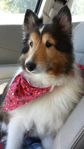 Home raised & loved for your complete satisfaction. Sheltie going for a ride. | Sheltie, Dog person, Buy puppies