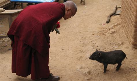 Animal Liberation Fund - FPMT