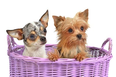 The 10 Best Teacup Dog Breeds