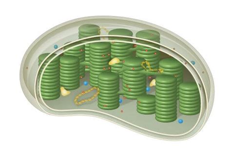 A plant vacuole is a cavity within the cytoplasm, which is covered by a single membrane and contains the cell sap in plant cells. Cell Organelles (Plants and Animals) | Biology Dictionary