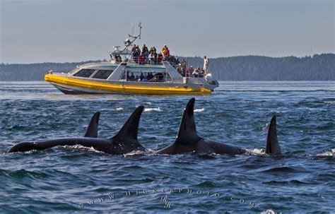 Vancouver Island Whale Watching Tour Photo Information
