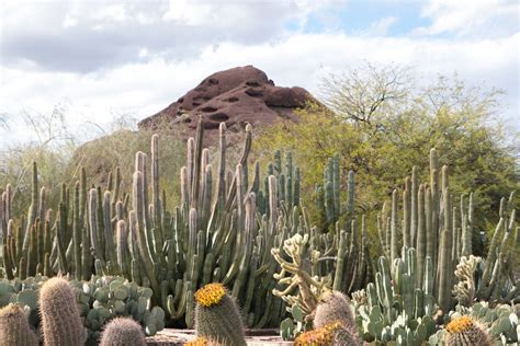 Saguaro National Park Ou Les Cactus Darizona Moi Mes Souliers