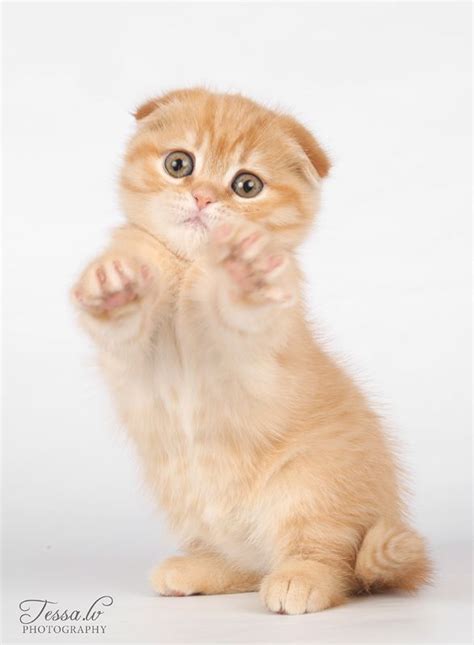 Scottish Folds Kittens Are Known For Their Owl Like Appearance But
