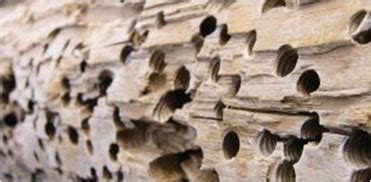Le diagnostic termites est un contrôle visant à repérer la présence de termites dans un logement. Etat relatif à la présence de termites | ADK DIAG 13