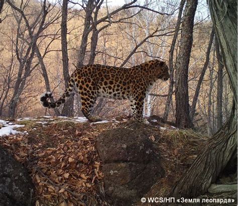 Amur Leopard Archives Wildcats Conservation Alliance