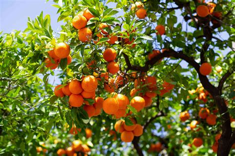 How To Grow And Care For A Satsuma Orange Tree