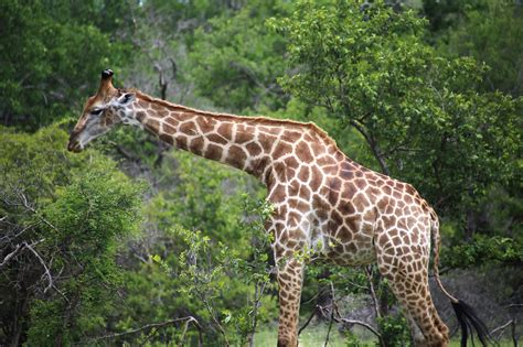 A Complete Guide To Visiting Kruger National Park South Africa