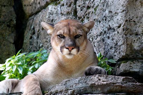 Free Stock Photo Of Animal Cougar Mountain Lion