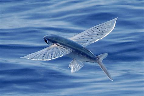 25 Amazing Flying Fish Pictures