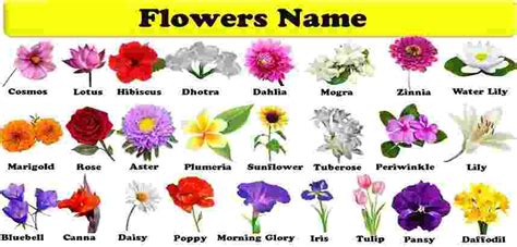 Flowers Names Great List Of Flowers And Types Of Flowers