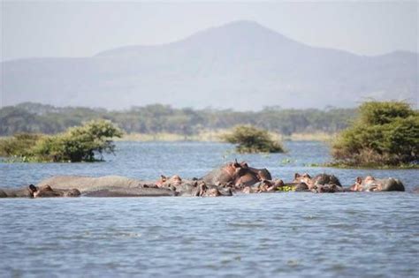 During your safari activities, mainly for the boat cruise or driving along the lake you will have stunning views of rumbling hippos cover lake naivasha and appear to chew. Lake Naivasha Resort (Naivasha, Kenia) - foto's, reviews ...
