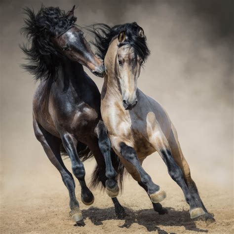 25 Horse Photography Tips In 2020 Horses Horse Photography Equine