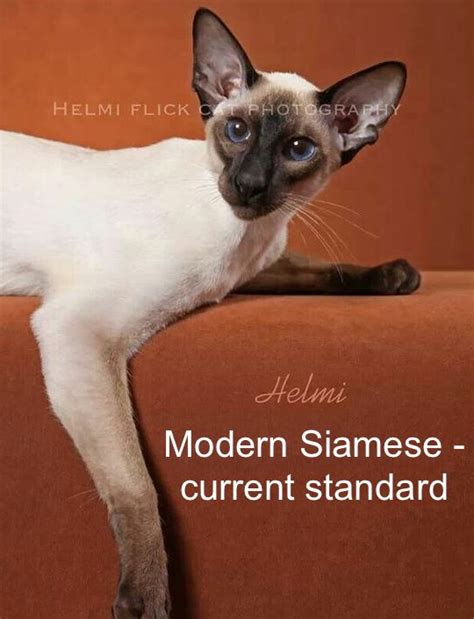 Skinny Siamese Cat British Shorthair