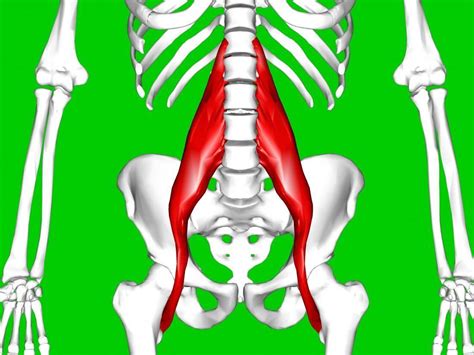 While some conditions may affect one side the lower back and hip share many groups of muscles. Hip flexor strain: Symptoms, causes, and treatment