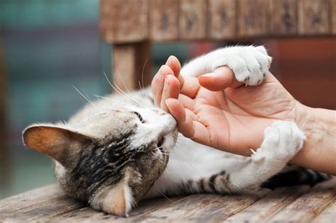 How To Manage Your Cats Claws