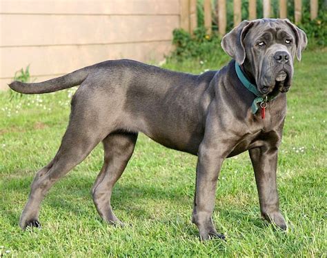 5 Things To Know About Neapolitan Mastiffs Petful