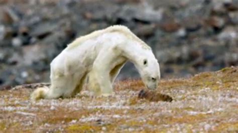 Canadian Photographers Video Of Emaciated Polar Bear Goes Viral 680 News
