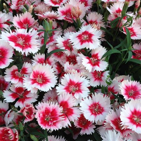 See hardy annuals and more about annuals to plant in spring on the names of spring flowers page. Spring Blooming Plants - 20 Top Picks for Early Spring ...