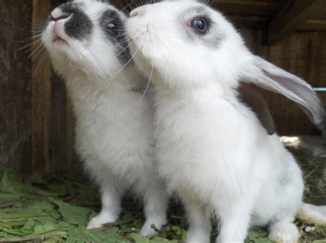 Imagini cu iepuri de pasti | stolenimg. iepuri - Litoral TV