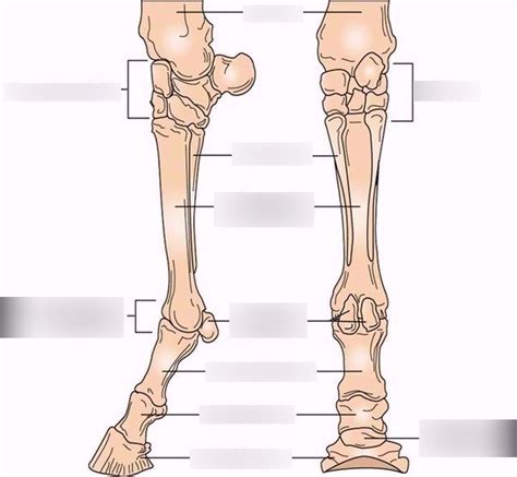 Horse Leg Bone Diagram Pix For Horse Leg Bone Anatomy Horse Anatomy