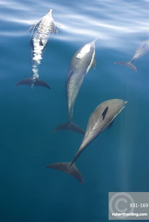 Common Dolphins Delphinus Delphis Gulf Stock Photo