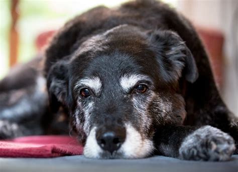 5 Signs Your Dog Is Stressed And How To Relieve It Petmd Petmd