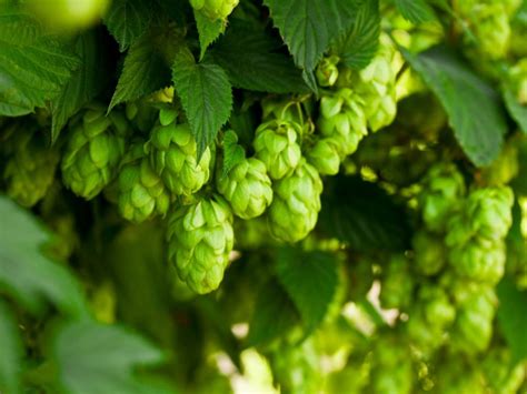 Types Of Hops Plants Learn About Hops Varieties And Their Uses