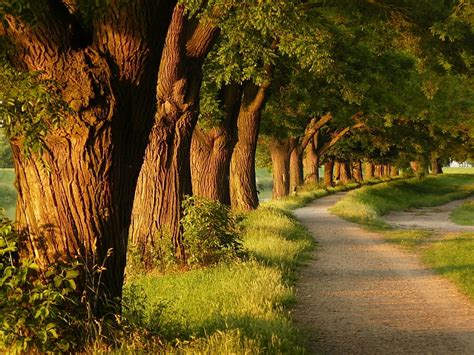 720p Free Download Beautiful Trees Path Nature Park Way Trees