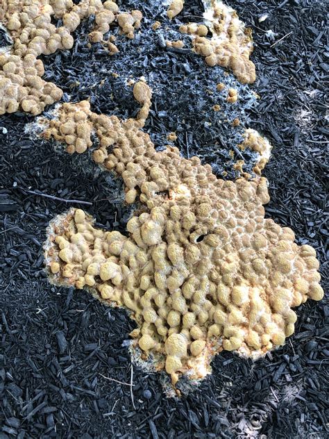 Whats Wrong With My Trees Dog Vomit Slime Mold