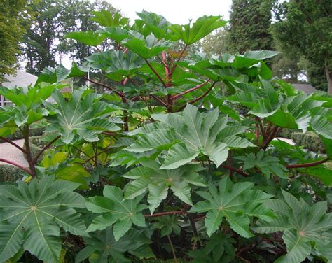 Given the showy nature of its other aspects, the fact that castor bean has small, dull flowers may come as a surprise. How to Grow Castor Oil Plant | Care and Growing Castor Beans