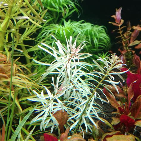 My Ludwigia Sp White Showing Of Its Colors Rplantedtank