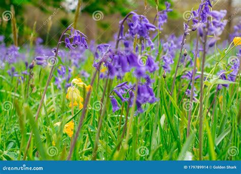 Bluebells Field Blue Spring Flowers Stock Photo Image Of Petal
