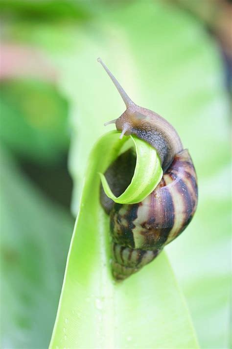 A small, usually black or brown creature with a long, soft body and no arms or legs, like a…. How to Get Rid of Garden Slugs and Snails