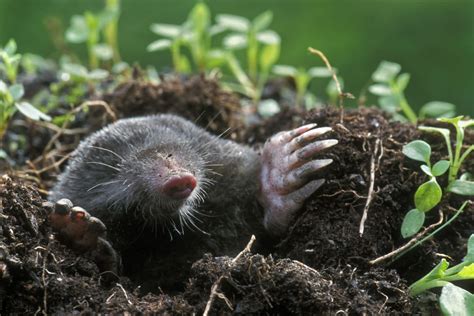 This Is The Easiest Way To Get Rid Of The Moles In Your Yard