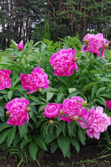 What To Do With Your Peony Bushes After They Bloom Peony Care 101 In