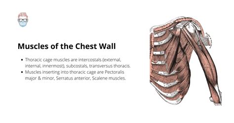 Muscles Of The Chest Wall