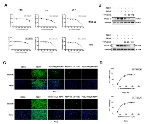 Ijms Free Full Text Triacetyl Resveratrol Inhibits Pedv By Inducing