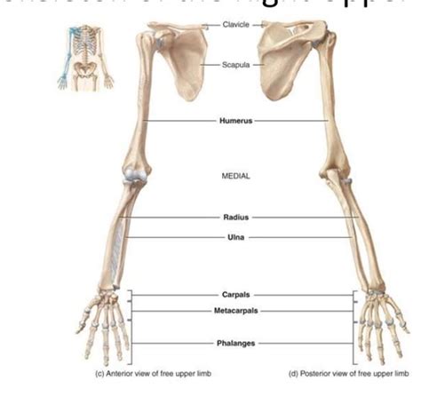 Skeletal System Upper Appendicular Skeleton Flashcards Quizlet