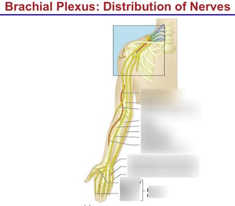 Brachial Plexus Distribution Of Nerves Diagram Quizlet