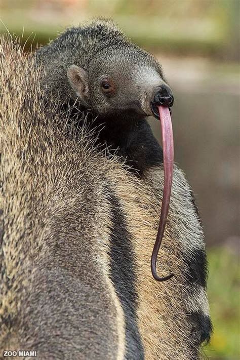 Bowie The Baby Giant Anteater Makes His Debut At Zoo Miami In 2020