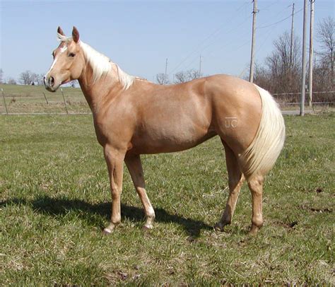 American Quarter Horse Breed Information History Videos Pictures