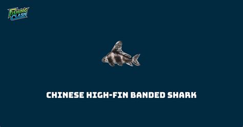 Chinese High Fin Banded Shark Fishing Clash